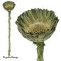 Preview: Protea Rosette klein, lime/raureif